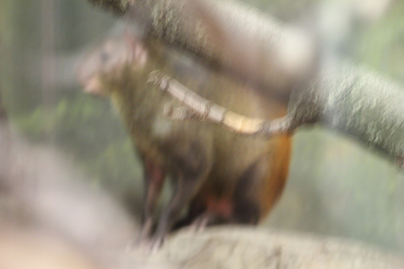 slideshow